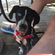 Louise in her “doggiedanna” on the 4th of July